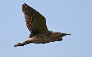 Bittern