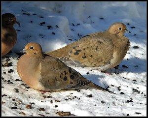 Mourning Dove