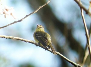 Yellow Tyrannulet