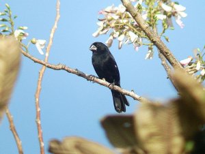 Thick billed Seed Finch