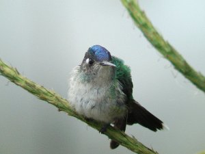 Violet-headed Hummingbird