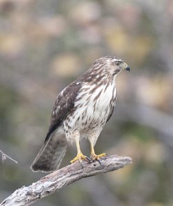 Hawk - Florida Keys - Identification