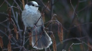 Gray Jay