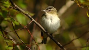 Red-eyed Vireo