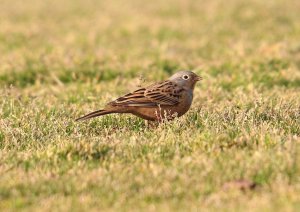 Cretzchmars Bunting