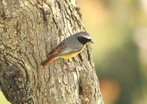 Redstart