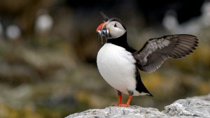 Atlantic Puffin