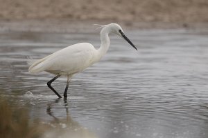 Little Egret