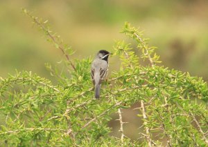 Ruppell's Warbler