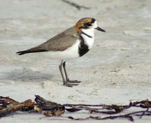 Two-banded plover