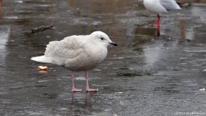 Iceland Gull