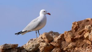 Audouin's Gull