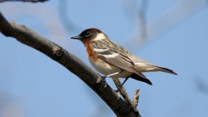 Bay-breasted Warbler