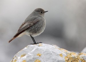 Black Redstart