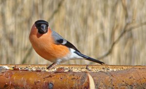 Bullfinch