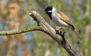 Reed Bunting