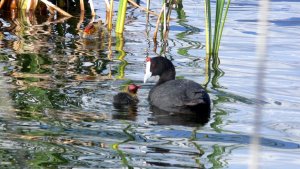 Crested Coot