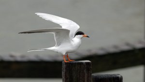 Forster`s Tern