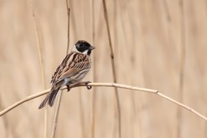 Reed Bunting