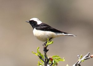 Cyprus Wheatear