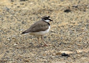 Little Ringed Plover