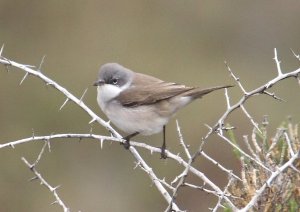 Lesser Whitethroat