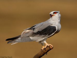 Black Winged Kite