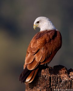 Brahminy Kite