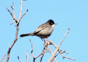 Cyprus Warbler