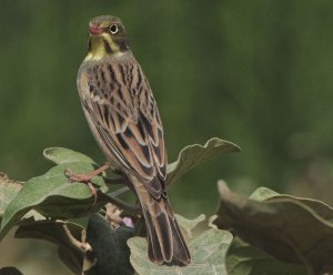 Ortolan Bunting