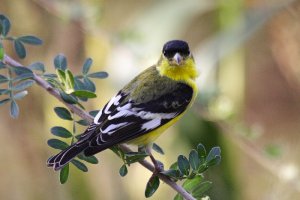 Lesser Goldfinch