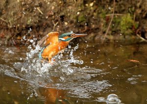 Kingfisher emerging from water