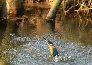 Kingfisher emerging from water