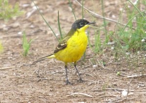 Yellow Wagtail,Feldegg