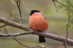 Bullfinch