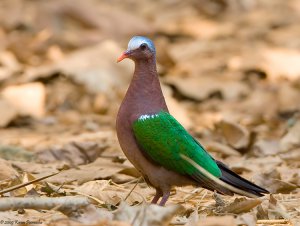 The Emerald Dove