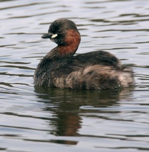 Little Grebe