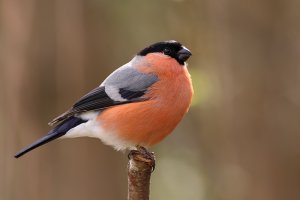 Bullfinch