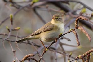 Willow Warbler