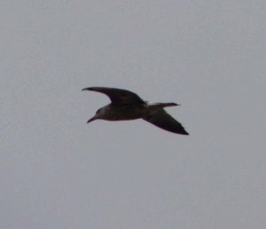 glaucous gull