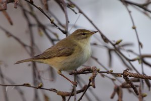 Willow Warbler