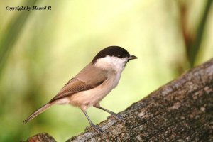 Marsh Tit