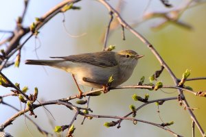 Willow Warbler