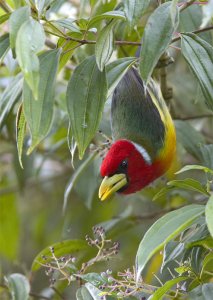 Red-headed Barbet