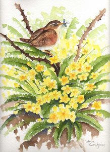 A Wren for Easter.