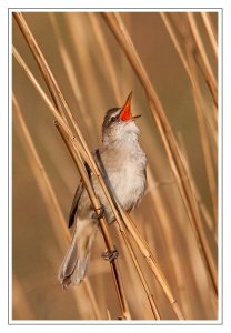 "another" Oriental Reed Warbler