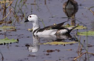 cotton pygmy-goose