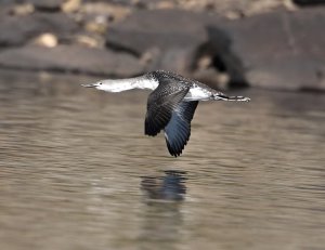 Red Throated Diver