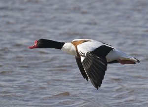 Shelduck in flight