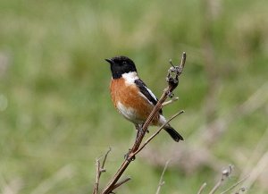 Stonechat looking for a mate